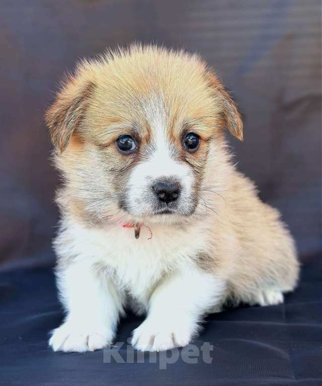 Собаки в Москве: Девочка вельш корги пемброк Девочка, 60 000 руб. - фото 8