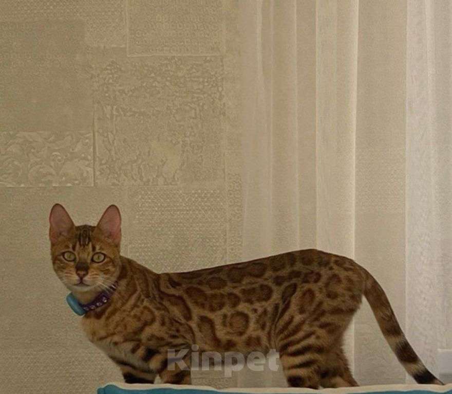 Кошки в Курганинске: Пропала кошка! Девочка, 5 000 руб. - фото 1