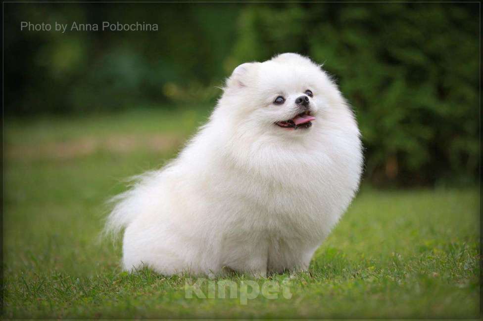 Собаки в Москве: Белый красивый кобель померанский шпиц Таиланд-Тайвань для вязки Мальчик, 15 000 руб. - фото 2