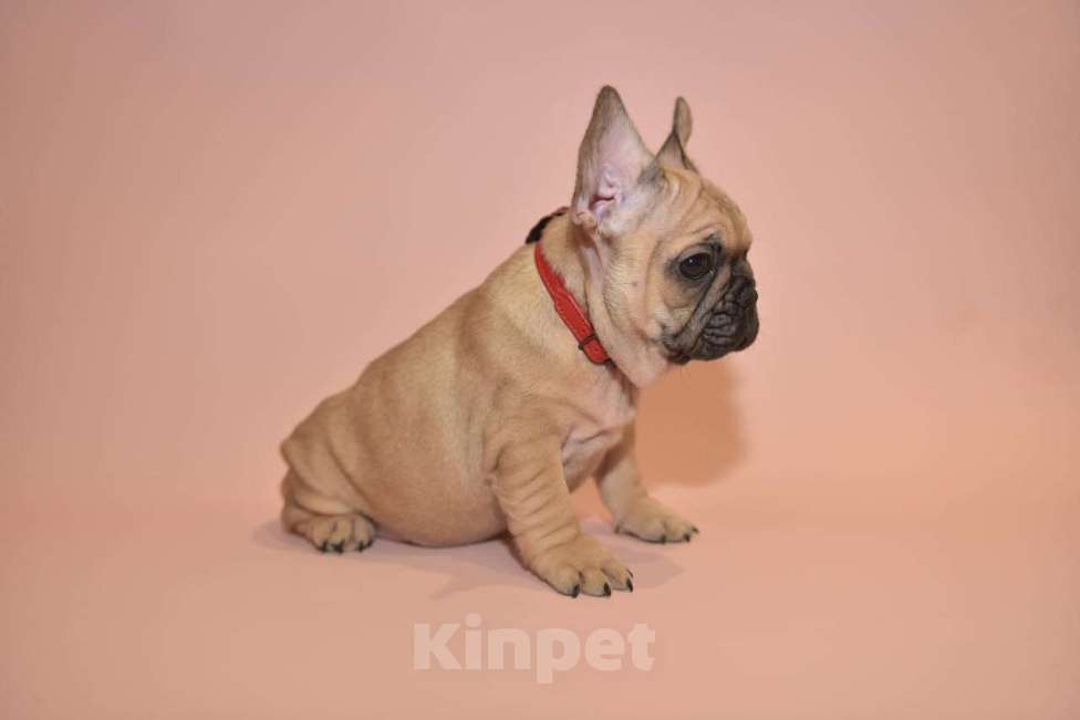 Собаки в Москве: Девочка французского бульдога  Девочка, 50 000 руб. - фото 1