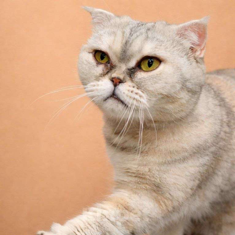 Кошки в Москве: Представляем вам очаровательную кошечку Эммочку! Девочка, Бесплатно - фото 4