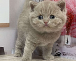Кошки в Старом Осколе: Милый котик ищет владельца ( в качестве домашнего любимца) Мальчик, 60 000 руб. - фото 1