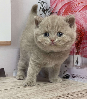 Объявление: Милый котик ищет владельца ( в качестве домашнего любимца), 60 000 руб., Старый Оскол