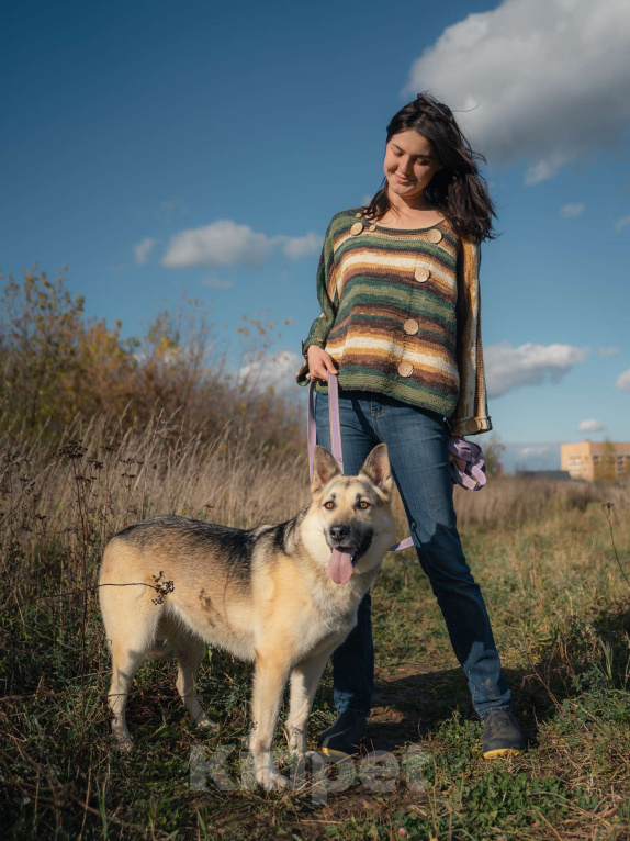 Собаки в Москве: Дрессированная овчарка в дар Девочка, Бесплатно - фото 8