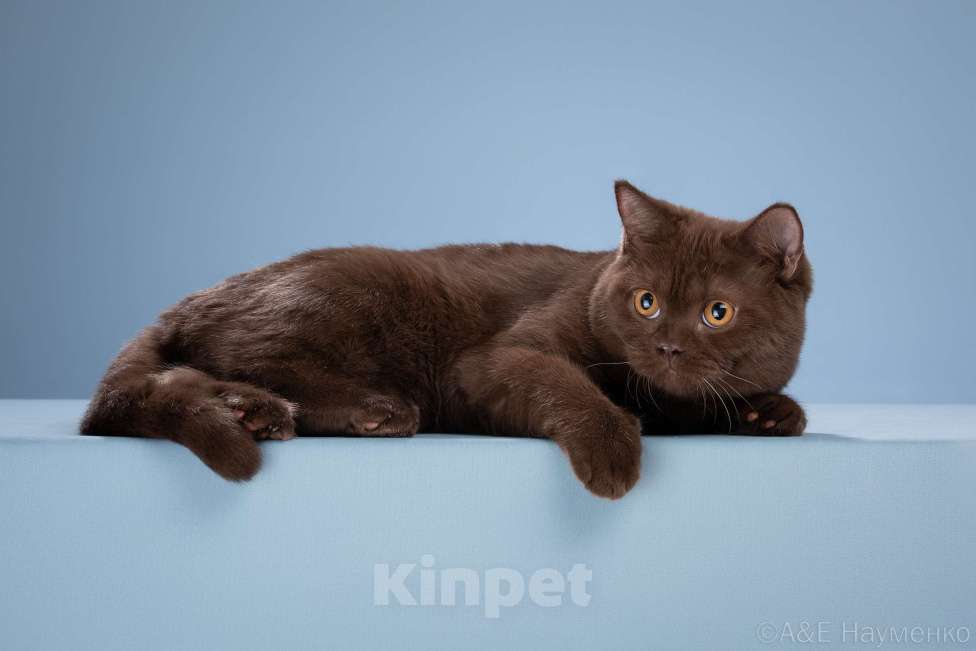 Кошки в Одинцово: Британская кошка Девочка, 25 000 руб. - фото 3