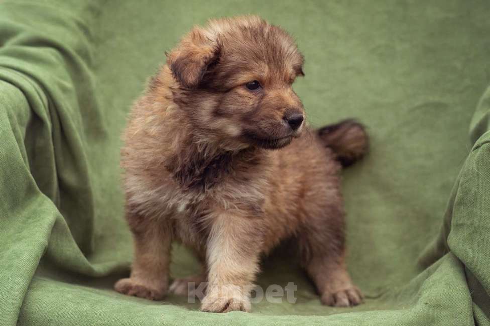 Собаки в Москве: щенок Тедди в добрые руки Мальчик, Бесплатно - фото 3