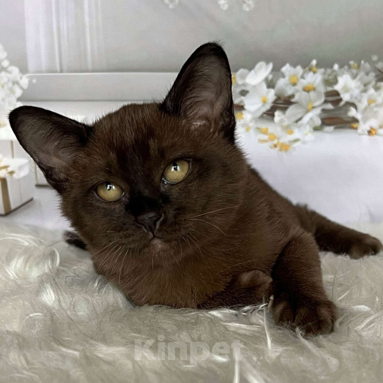 Кошки в Москве: Соболиный бурманский мальчик  Мальчик, 80 000 руб. - фото 1