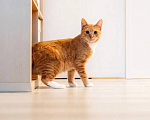 Кошки в Химках: Котенок в добрые руки Мальчик, Бесплатно - фото 5