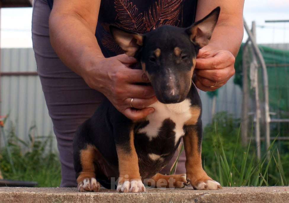 Собаки в Всеволожске: ММ МОККАЧИНА ШОКОЛАДНЫЙ ЛАТТЕ Девочка, Бесплатно - фото 4
