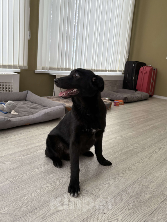 Собаки в Москве: Обаятельный Джерик ищет дом!  Мальчик, Бесплатно - фото 8