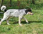 Собаки в Истре: Щенок Мартин Мальчик, Бесплатно - фото 10