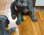 Собаки в Саратове: Французский бульдог Мальчик, 35 000 руб. - фото 1