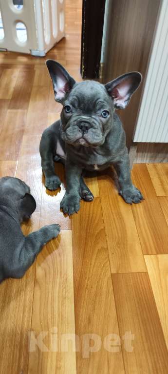Собаки в Саратове: Французский бульдог Мальчик, 35 000 руб. - фото 1