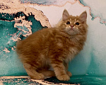 Кошки в Новосибирске: Котята-апельсинчики Мальчик, 25 000 руб. - фото 3