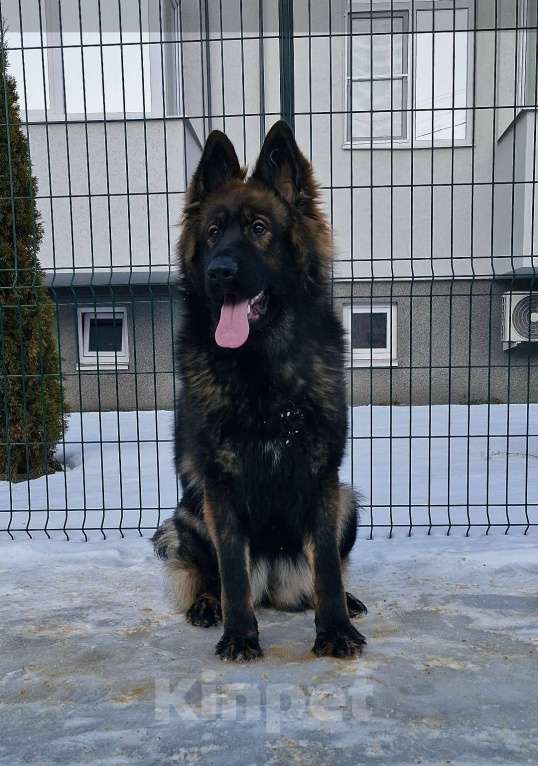 Собаки в Воронеже: Редчайший окрас немецкой овчарки длинношерстной Девочка, 100 000 руб. - фото 1