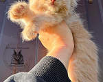 Кошки в Санкт-Петербурге: Кремовая кошечка котенок Девочка, 45 000 руб. - фото 1