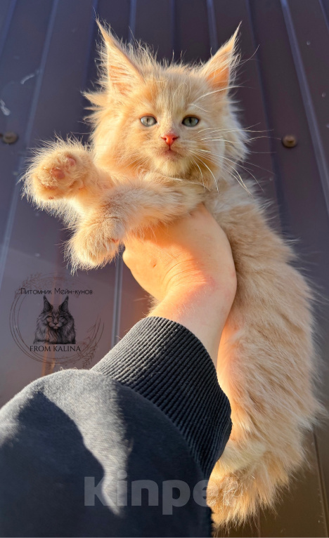 Кошки в Санкт-Петербурге: Кремовая кошечка котенок Девочка, 45 000 руб. - фото 1