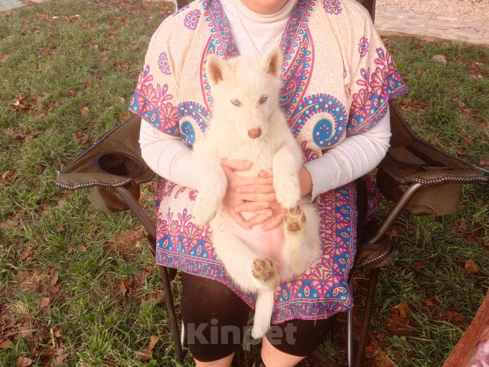 Собаки в других городах Крыма: Кора Девочка, 8 000 руб. - фото 2