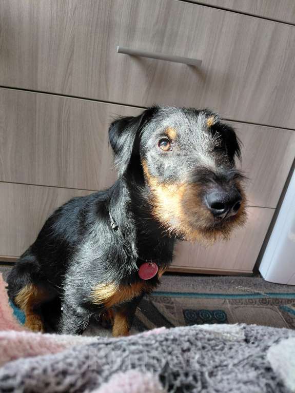 Собаки в Челябинске: Щенок ягдтерьера  Мальчик, 16 000 руб. - фото 4