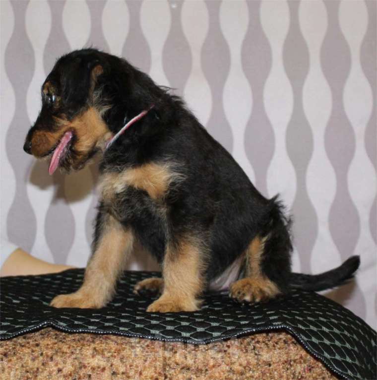 Собаки в Воронеже: Эрдельтерьер Истина  Девочка, 50 000 руб. - фото 3