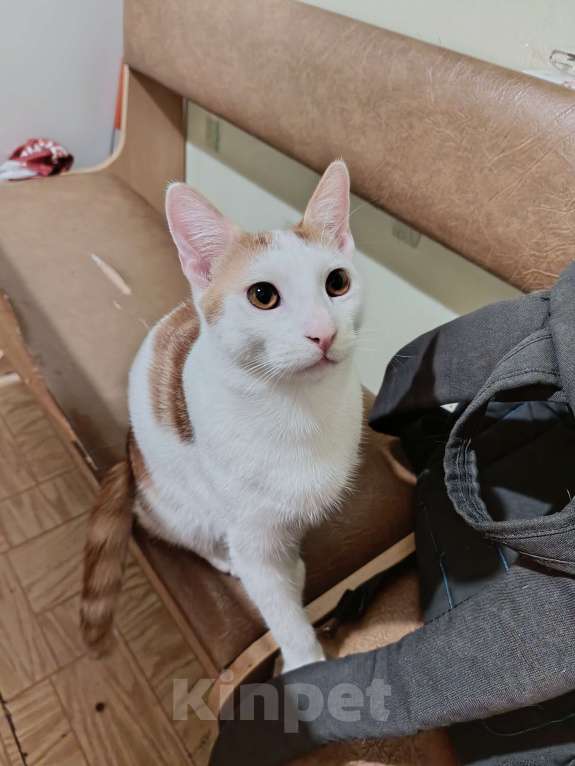 Кошки в Лобне: Отдам даром срочно Мальчик, Бесплатно - фото 3