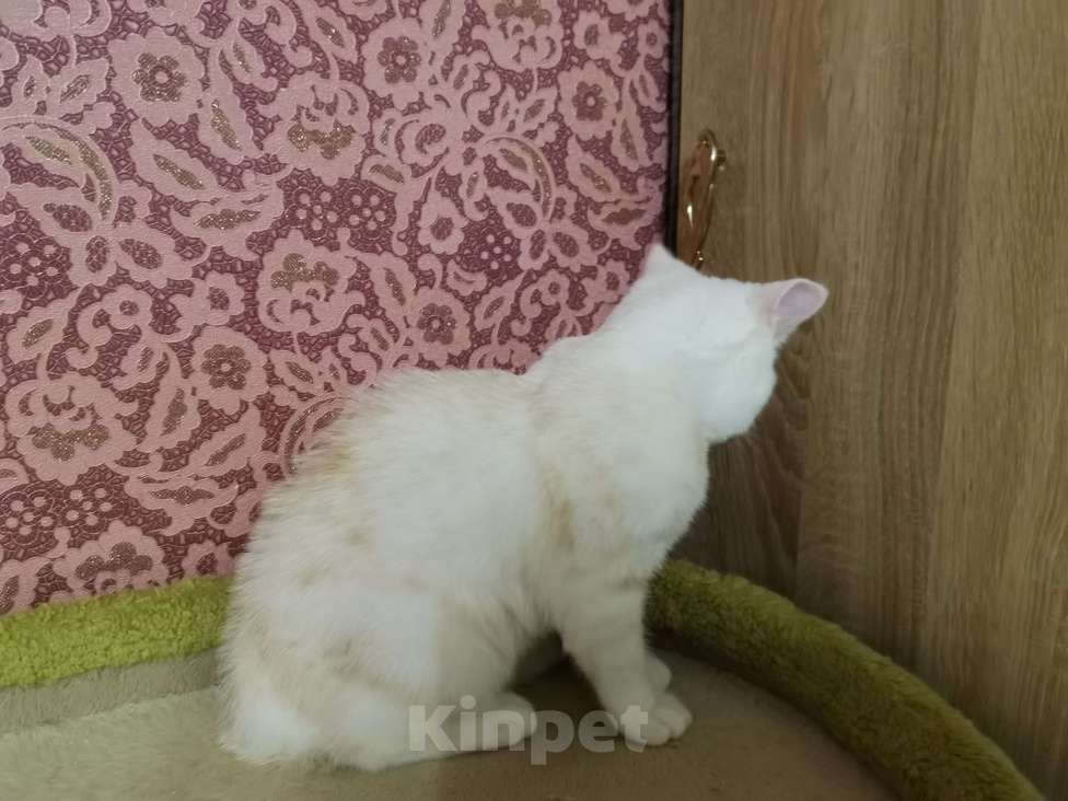 Кошки в Москве: Шотландцы котята мальчики и девочки  Мальчик, 10 000 руб. - фото 2