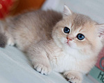 Кошки в Владивостоке: Котенок. Британская шиншилла Девочка, 80 000 руб. - фото 1