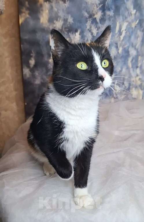 Кошки в Москве: Танцующая кошка в добрые руки  Девочка, Бесплатно - фото 2