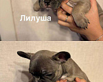 Собаки в других городах Московской области: Очаровашка Лилуша Девочка, 50 000 руб. - фото 1