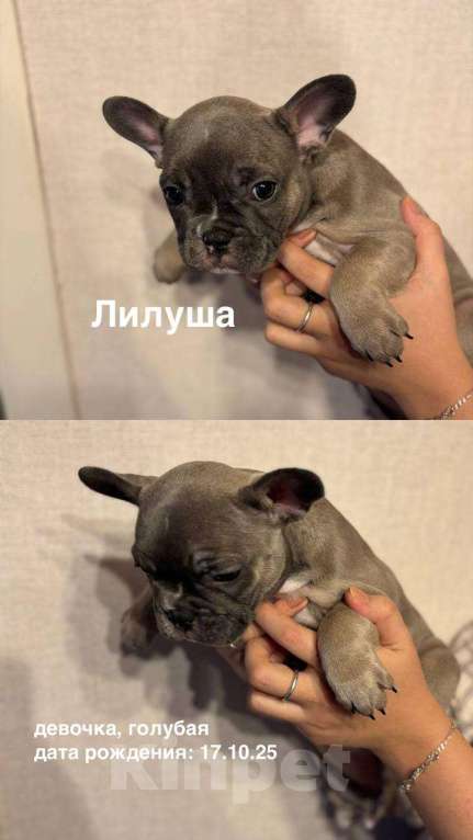Собаки в других городах Московской области: Очаровашка Лилуша Девочка, 50 000 руб. - фото 1