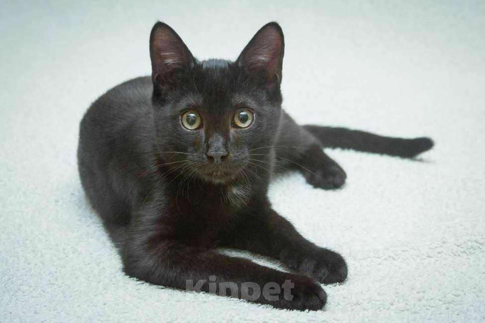 Кошки в Москве: Ищет свою семью малыш Уголек!  Мальчик, Бесплатно - фото 3