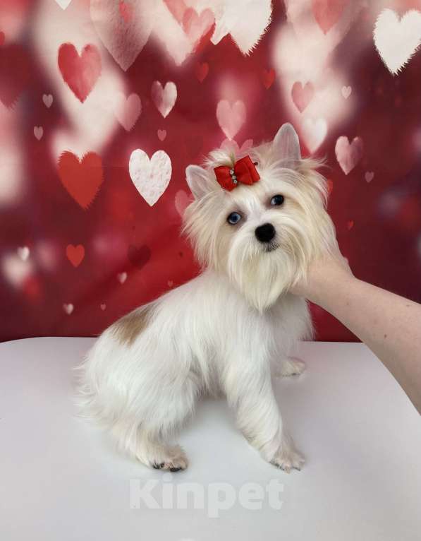 Собаки в Москве: Белый йорк девочка голубоглазая Девочка, 120 000 руб. - фото 8