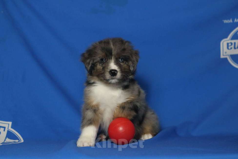 Собаки в Рязани: Ще́нки мини ауси Разнополые, 60 000 руб. - фото 4