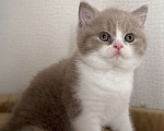 Кошки в Москве: Котик лиловый биколор Мальчик, Бесплатно - фото 1
