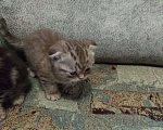 Кошки в Бородино: Скоттиш-фолд Девочка, 2 500 руб. - фото 1