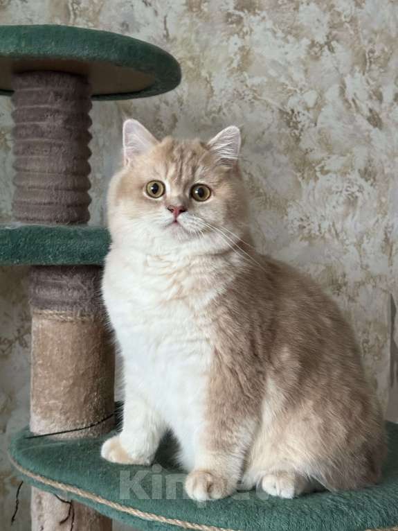 Кошки в Люберцах: Шотландские котята Мальчик, Бесплатно - фото 5