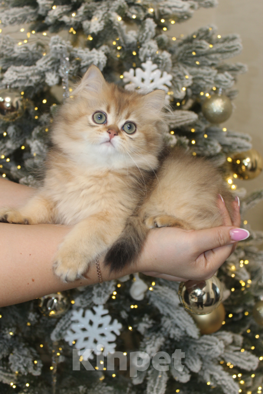 Кошки в Москве: Котик Натс Мальчик, 35 000 руб. - фото 3