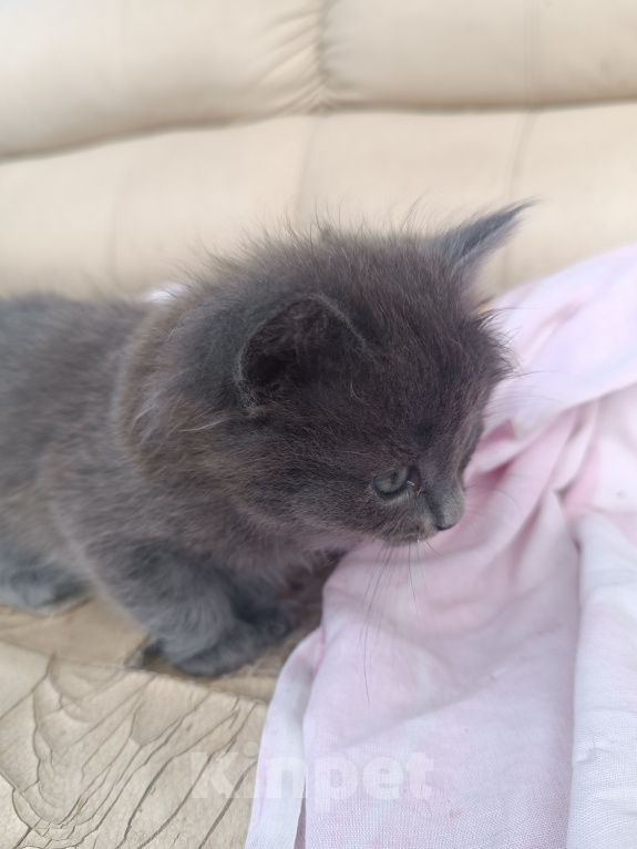Кошки в Энгельс: Серая Девочка, Бесплатно - фото 1