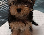 Собаки в Иркутске: Продажа щенка Йоркширский терьер  Мальчик, 20 000 руб. - фото 2