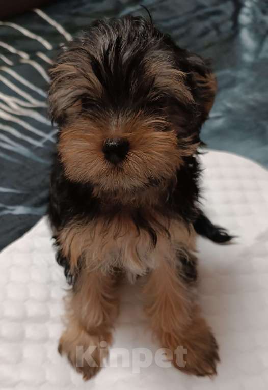 Собаки в Иркутске: Продажа щенка Йоркширский терьер  Мальчик, 20 000 руб. - фото 2