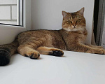 Кошки в Лукоянове: Вязка (шотландский котик), 2 000 руб. - фото 6