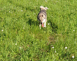 Собаки в Новокузнецке: Лайка зсл для вязки, Бесплатно - фото 1