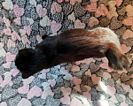 Кошки в Змеиногорске: Кошечка и кот, 1 руб. - фото 4