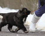 Собаки в Москве: Щенок кавказской овчарки Мальчик, 50 000 руб. - фото 4