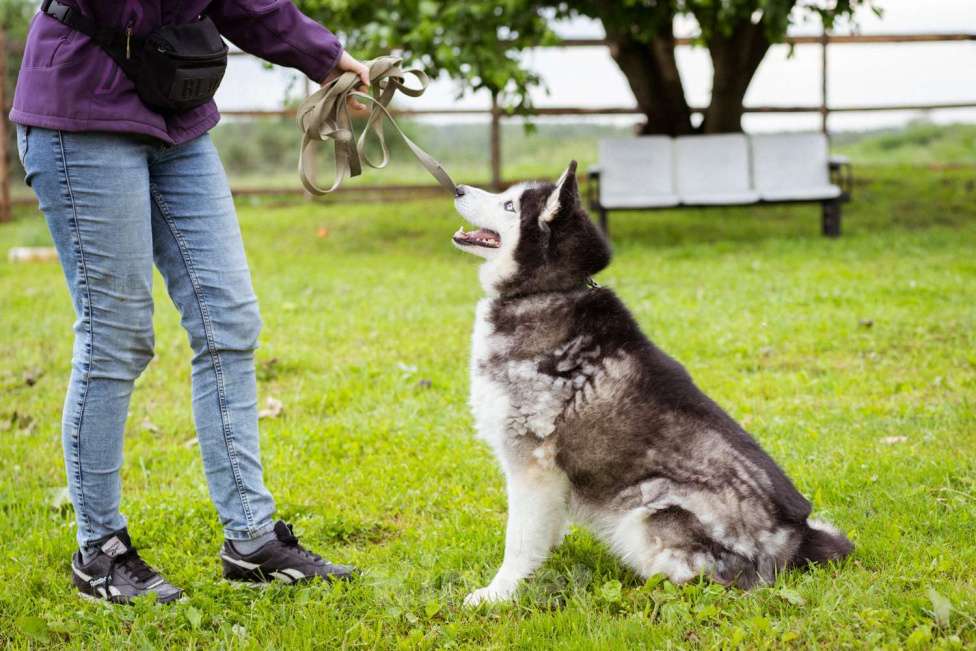 Собаки в Москве: Хаски в добрые руки Девочка, Бесплатно - фото 8