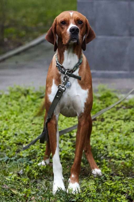 Собаки в Москве: Красавчик Бруно в дар Мальчик, Бесплатно - фото 5