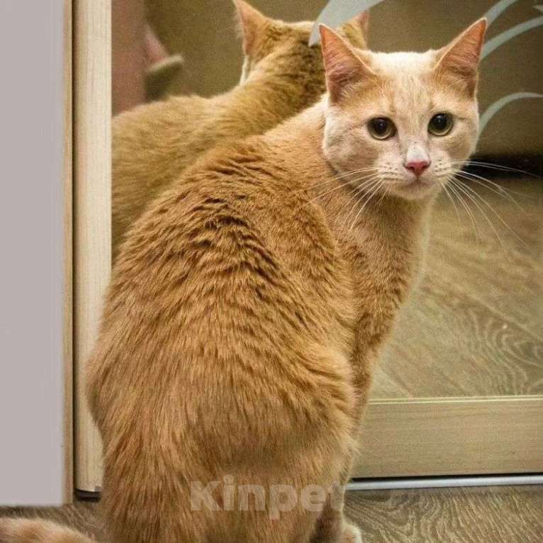 Кошки в Москве: Ричик остался незамеченным Мальчик, Бесплатно - фото 3