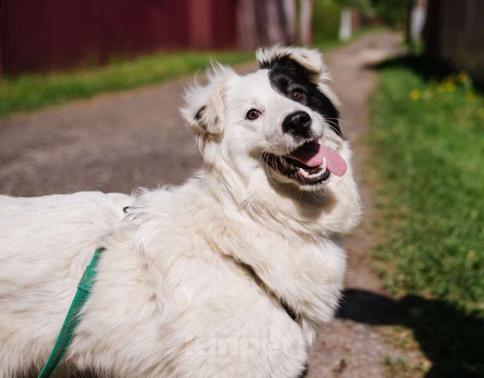 Собаки в Москве: Пушистая белая бордер-колли Айна в добрые руки Девочка, Бесплатно - фото 5
