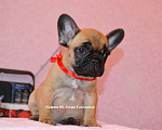 Собаки в Ногинске: французский бульдог элитные щенки Девочка, 50 000 руб. - фото 2