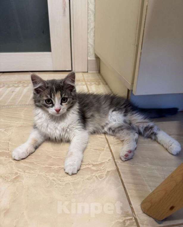 Кошки в Москве: Пушистый котенок девочка в добрые руки! Девочка, Бесплатно - фото 3